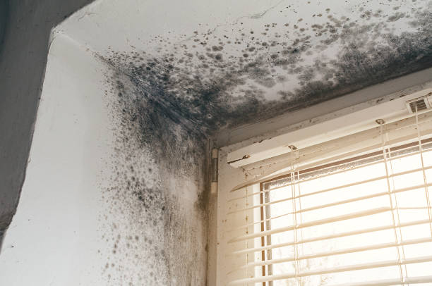 Affordable Crawl Space Mold Removal solutions in Garfield, NJ